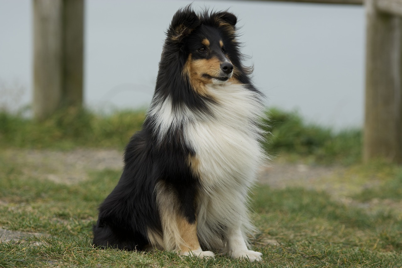 Understanding the Unique Traits of the Icelandic Sheepdog